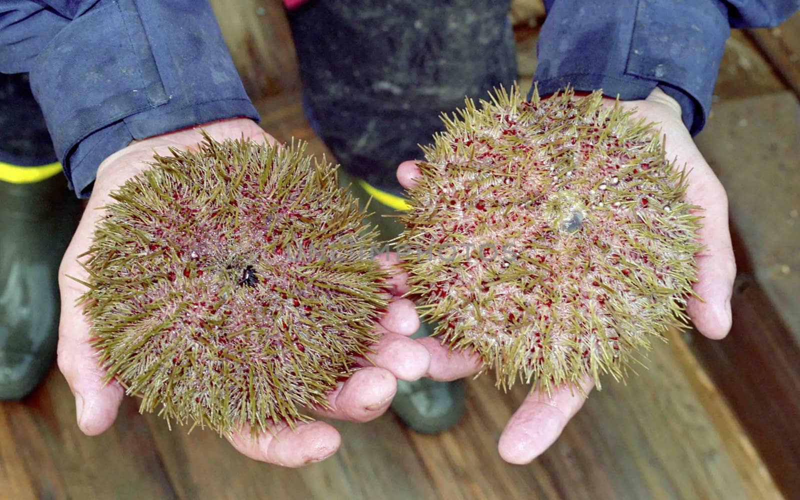 The wild nature of Sazalina, a sea hedgehog