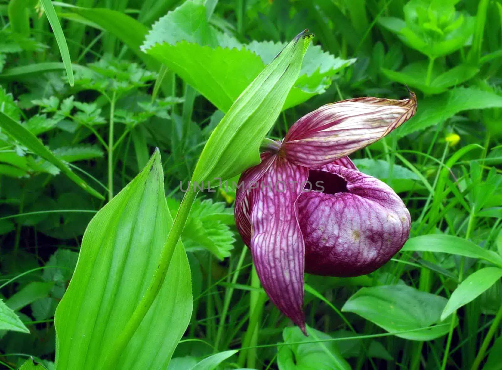 The wild nature of Sakhalin, wild flowers