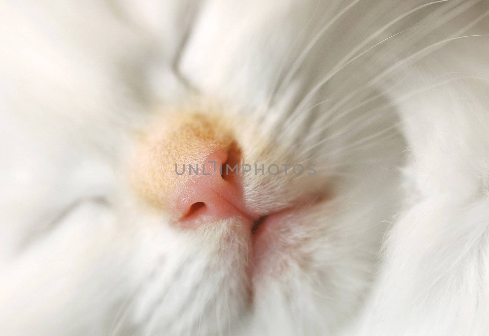 cute face of a sleeping birman kitten