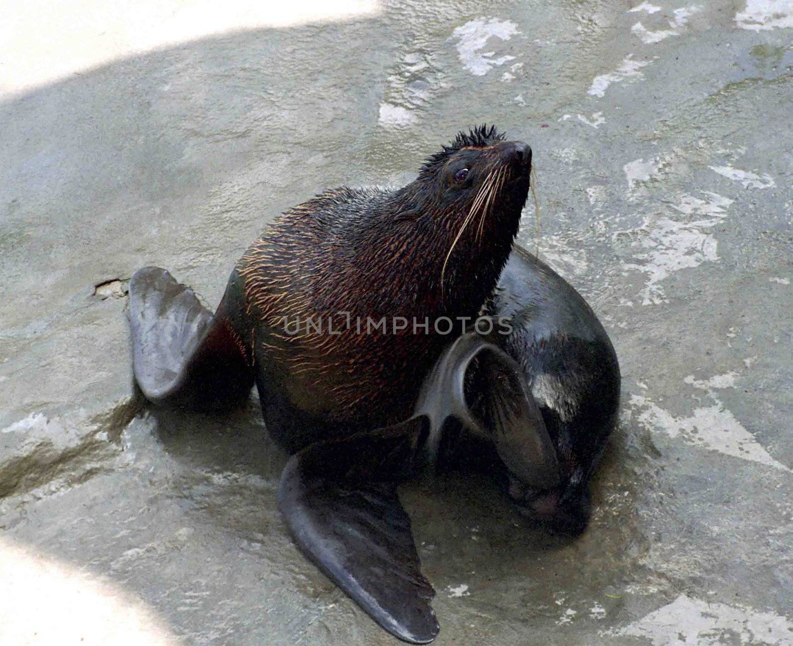 The wild nature of Sakhalin, a fur seal