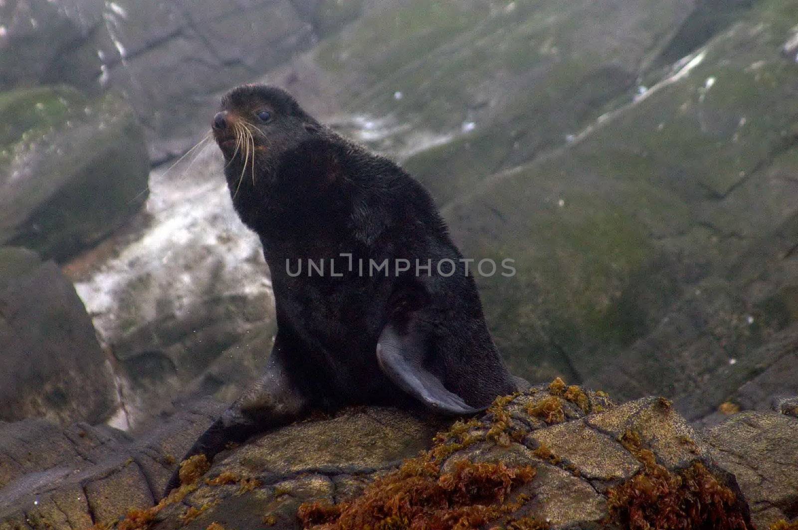 The wild nature of Sakhalin, a fur seal