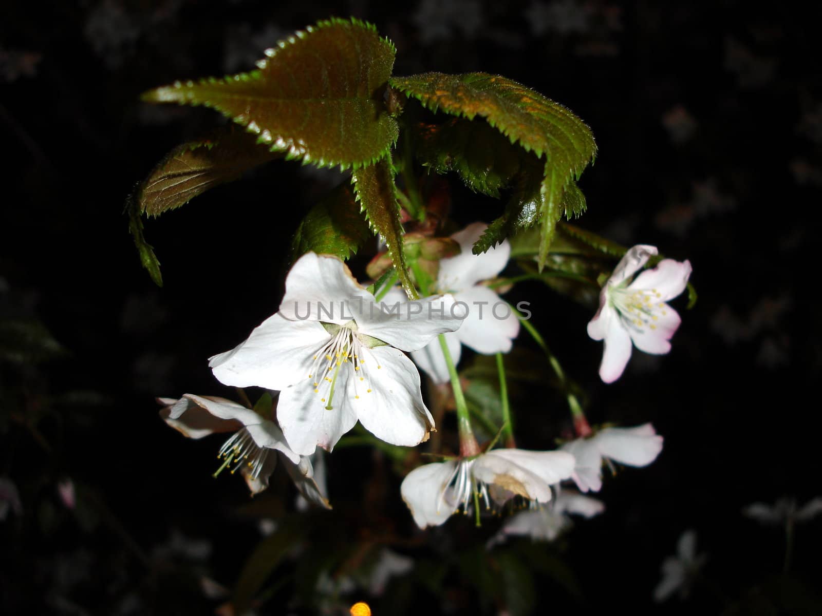 Landscapes of Sakhalin, Oriental cherry flower