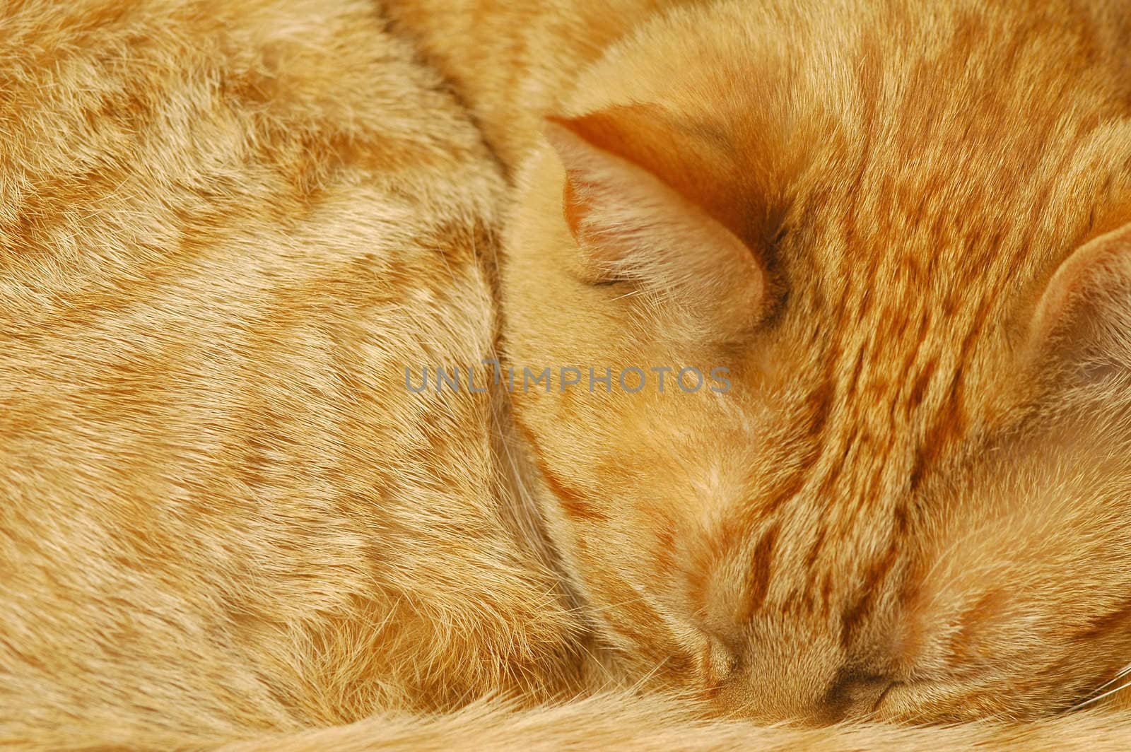 ginger cat by nelsonart