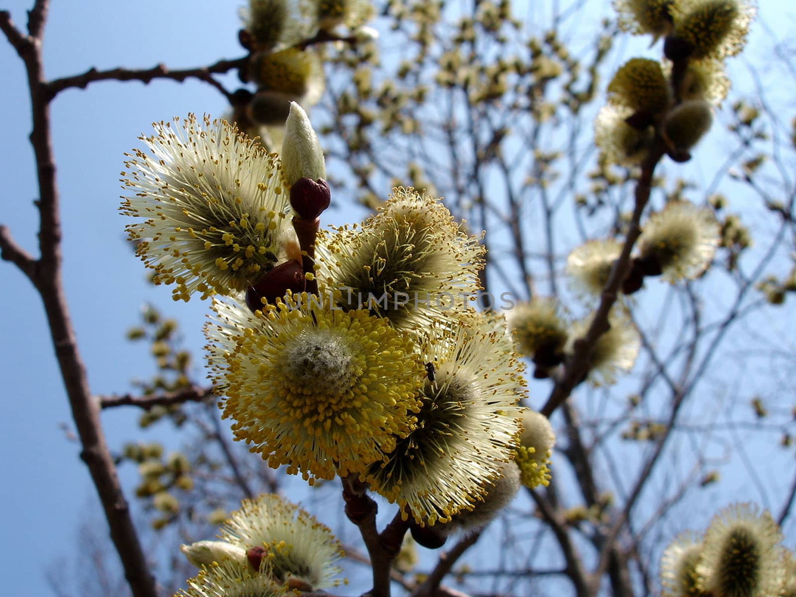 Willow flower by Bizon