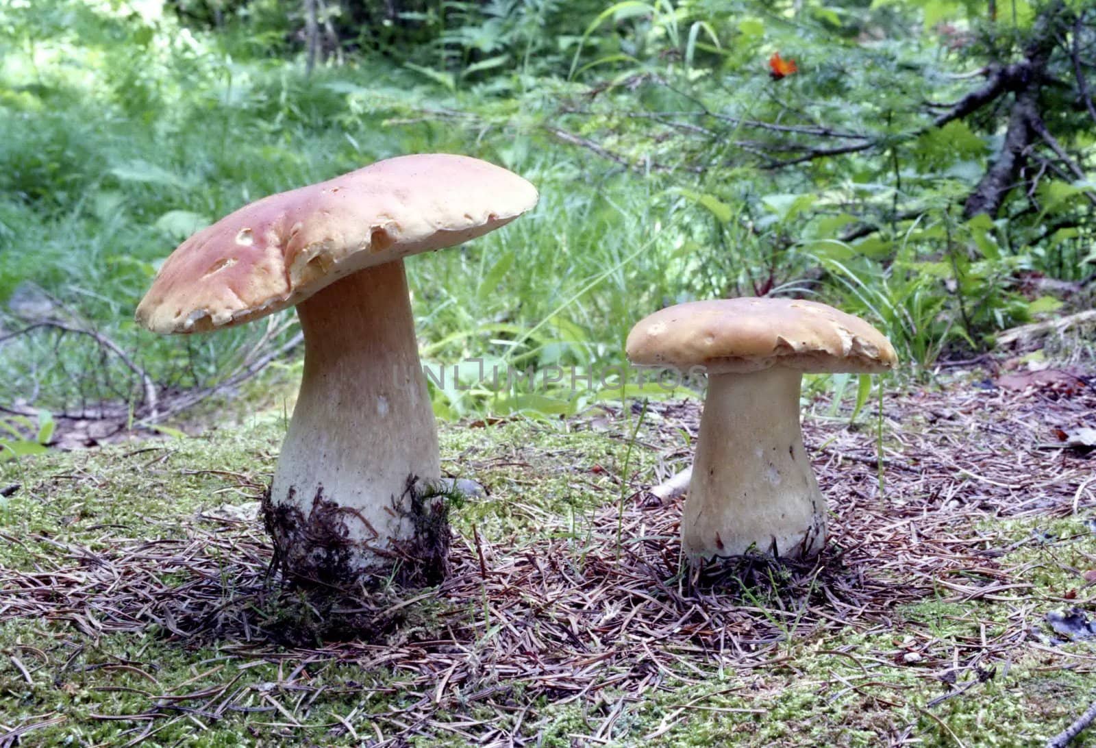 Landscapes of Sakhalin, ceps