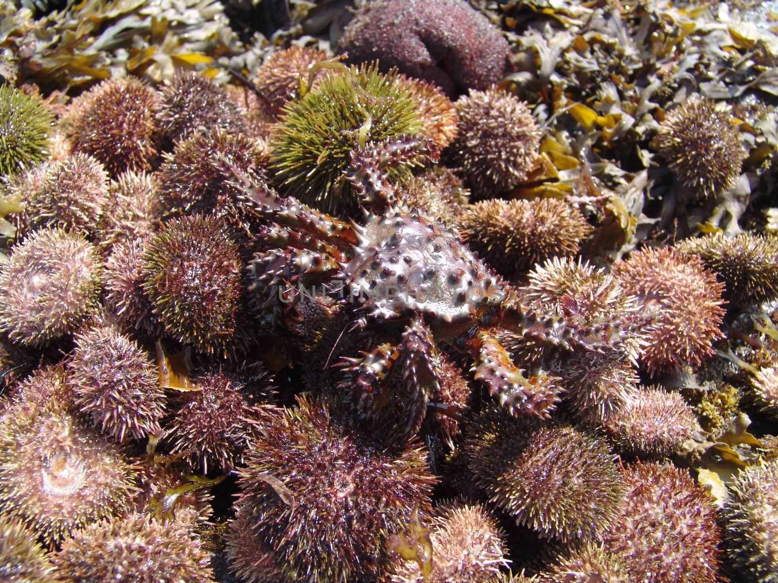 The wild nature of Sakhalin, heap of a sea hedgehog