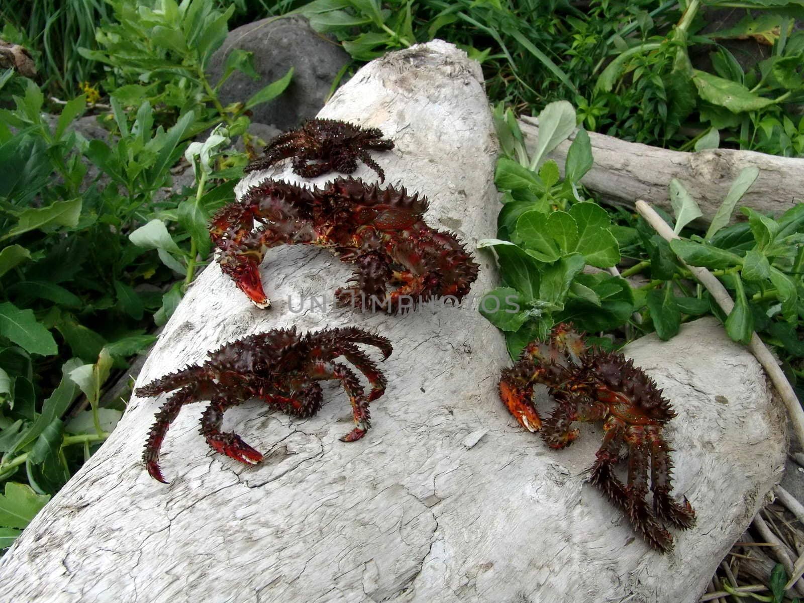 Crabs on a snag by Bizon