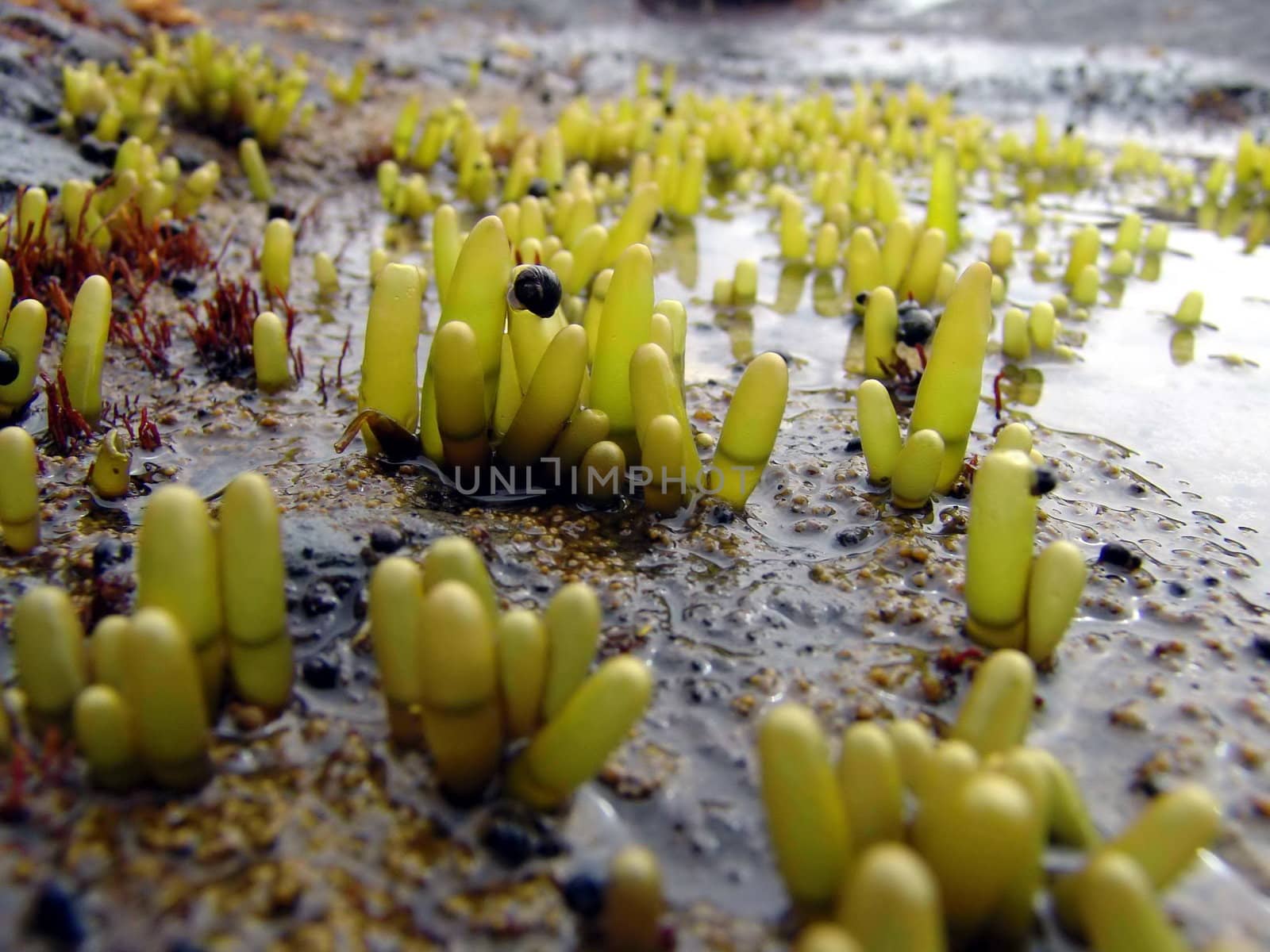 The wild nature of Sakhalin, seaweed