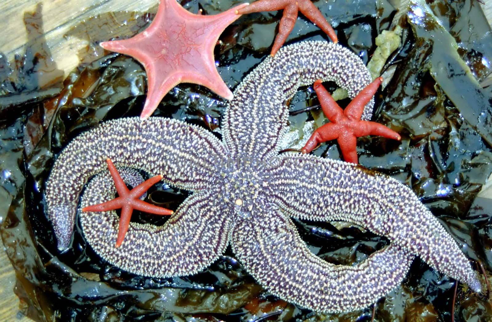 starfish by Bizon