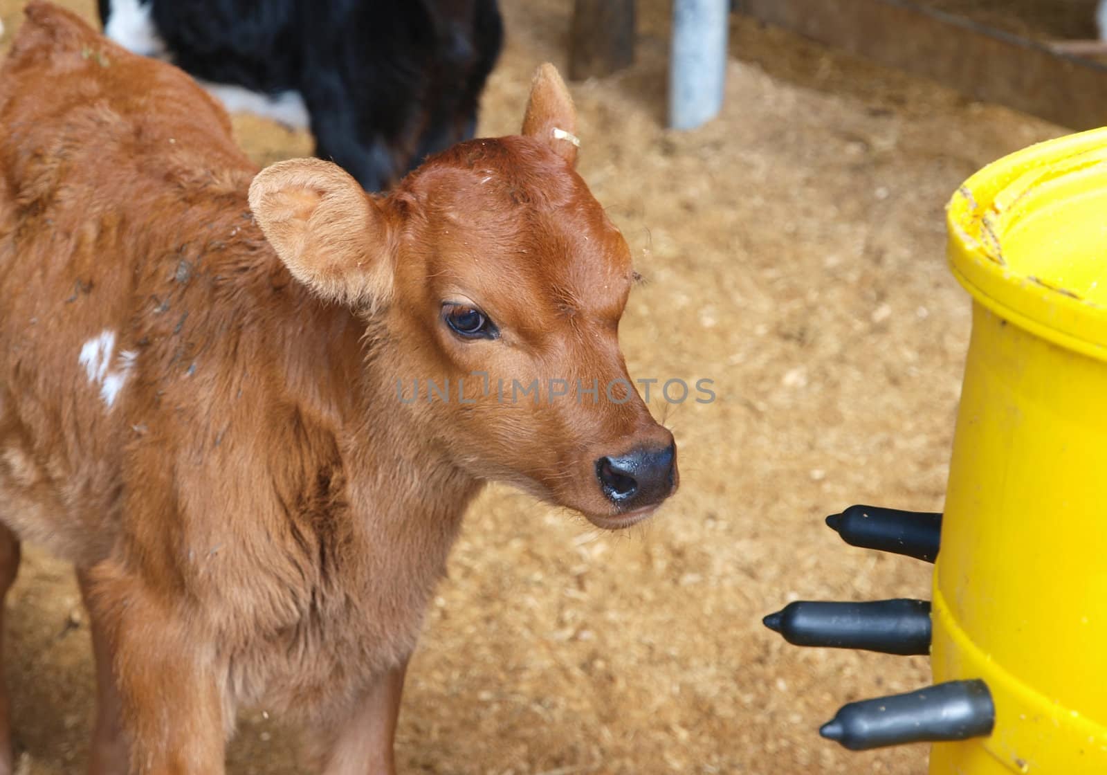 Day old calf looking at a calf feeder      