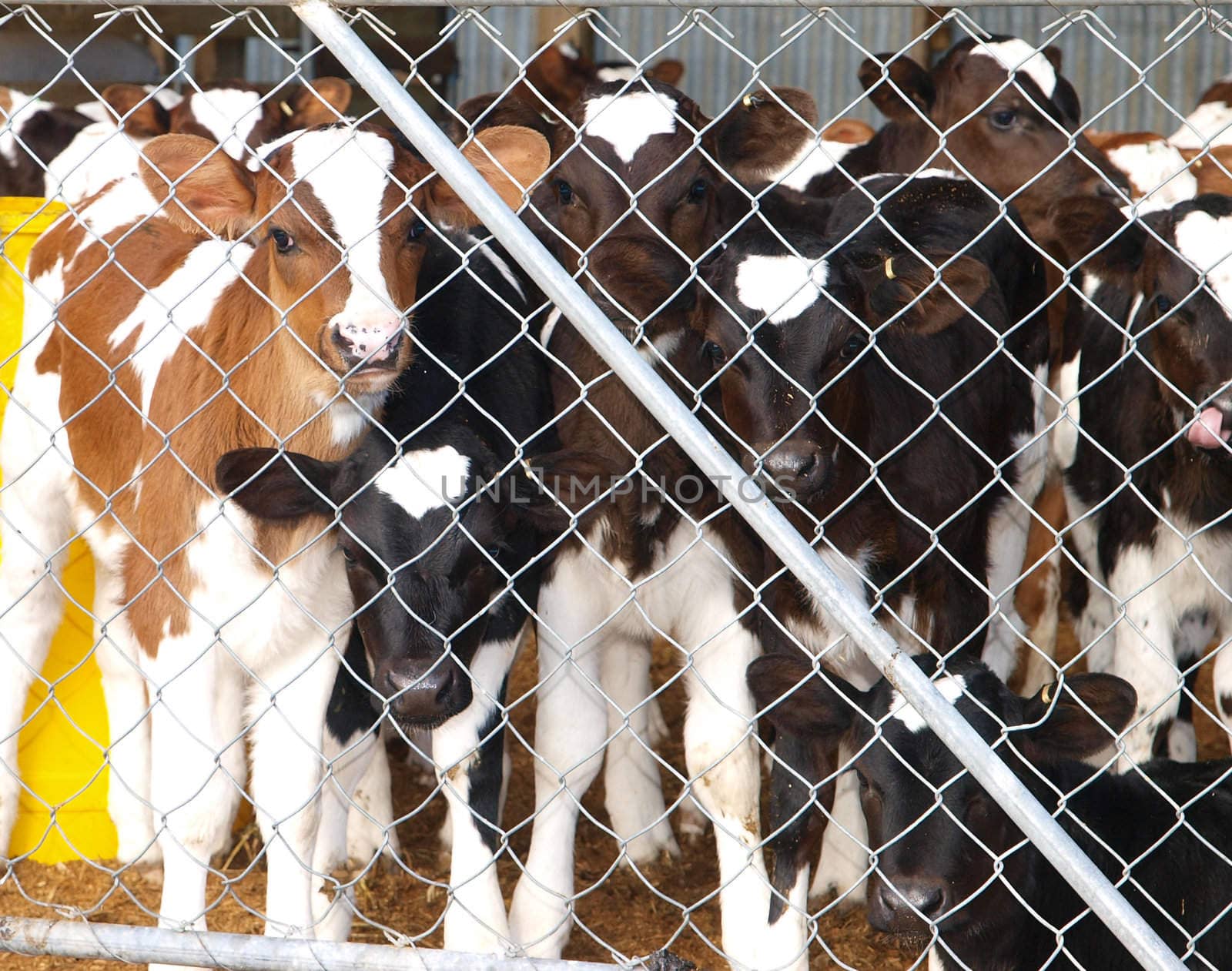 Calves looking out of a pen      