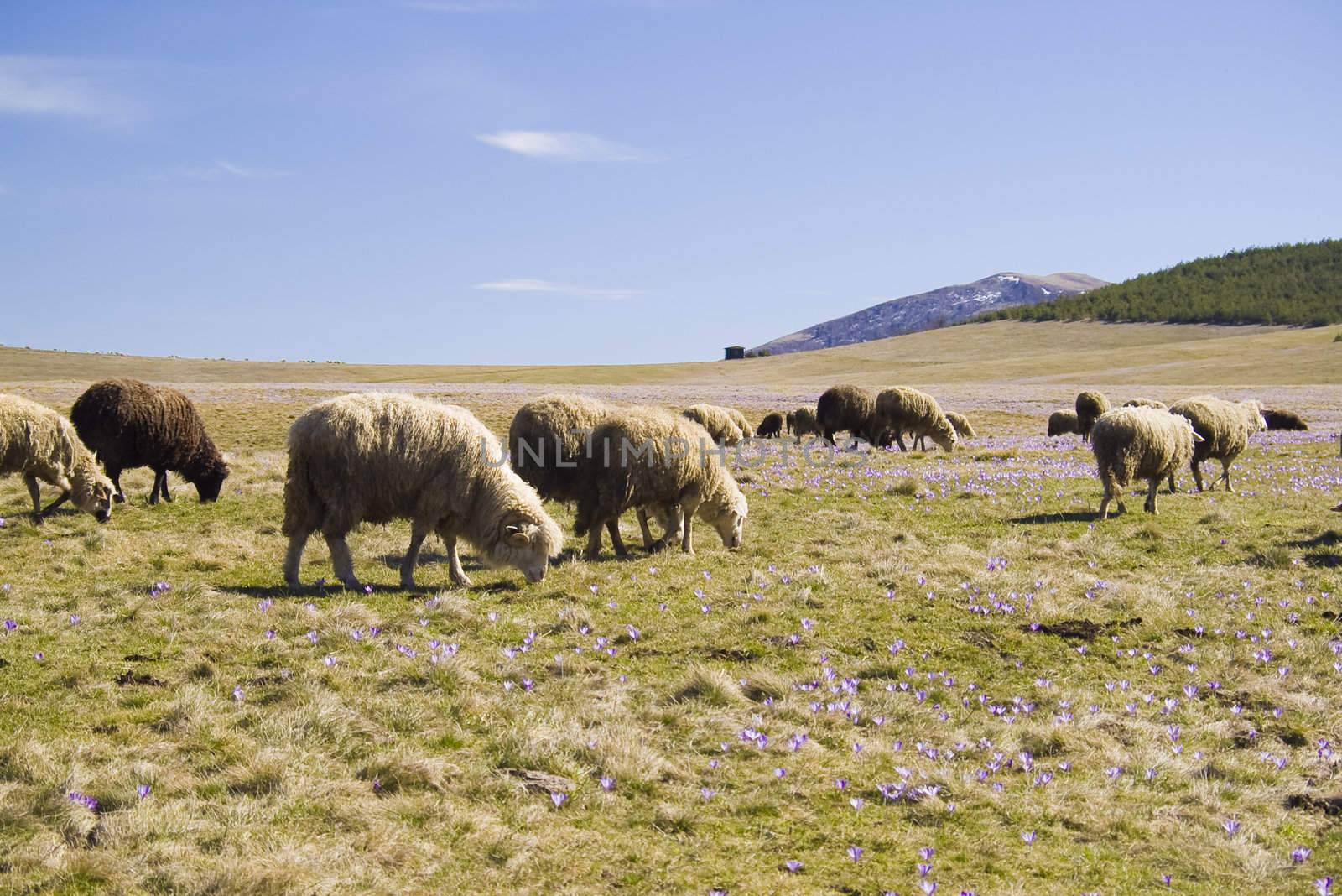 Sheep's browse the grass in spring at mountain