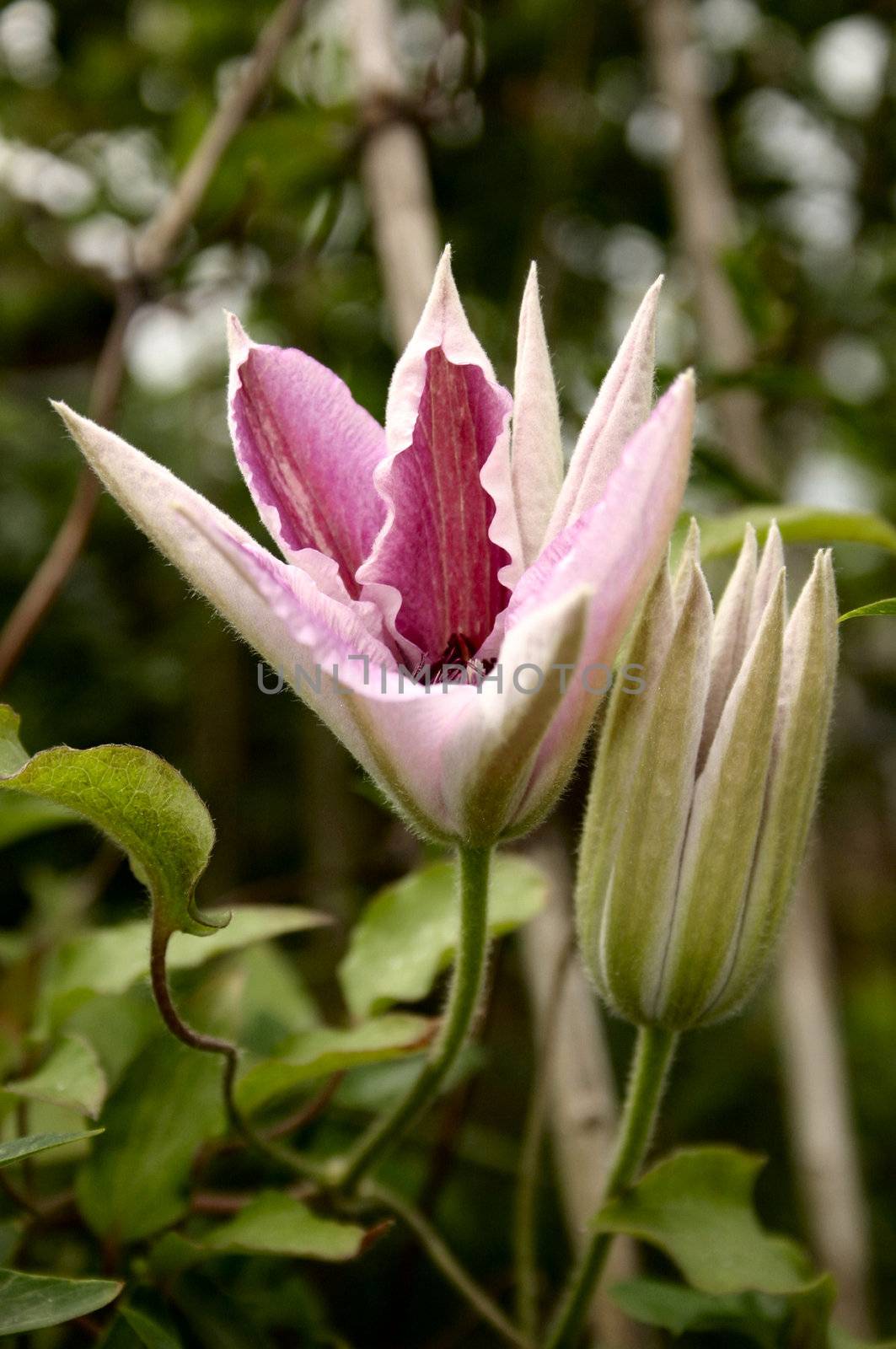 clematis doctor ruppel by leafy
