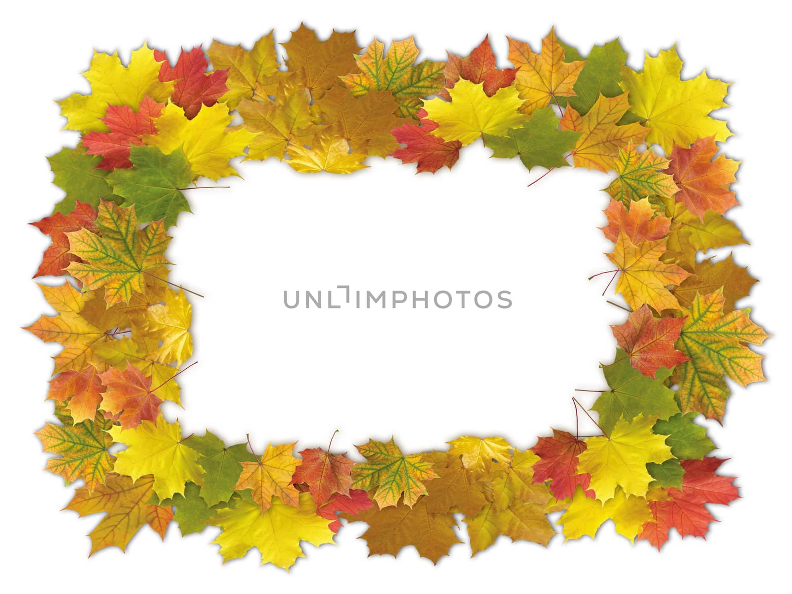 Colorful autumn framework made from maple leaves, isolated on white background