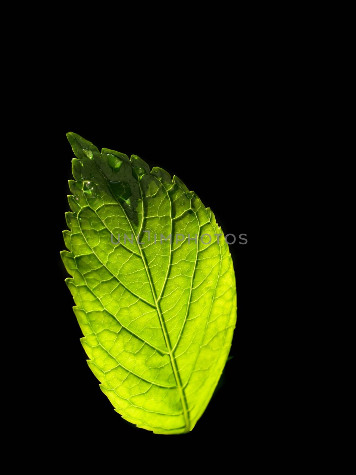 isolated green leaf on black background.