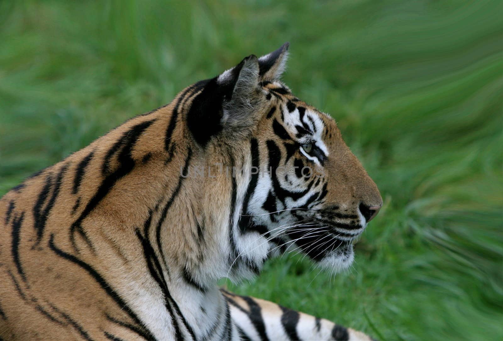 Close-up portrait of a Tiger, Panthera tigris from the side view, Colour photo