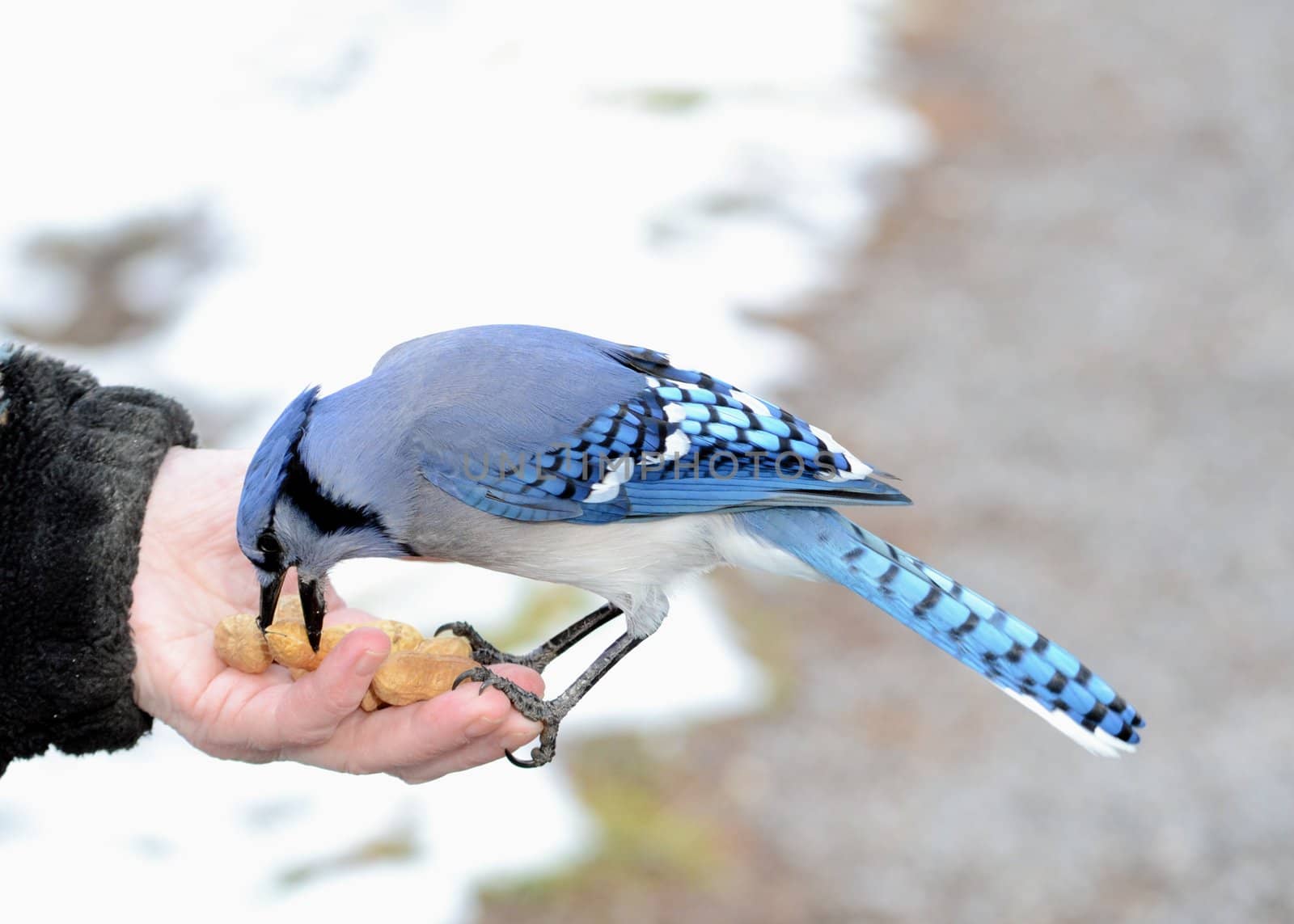 A blue jay perched on a hand eating peanuts.