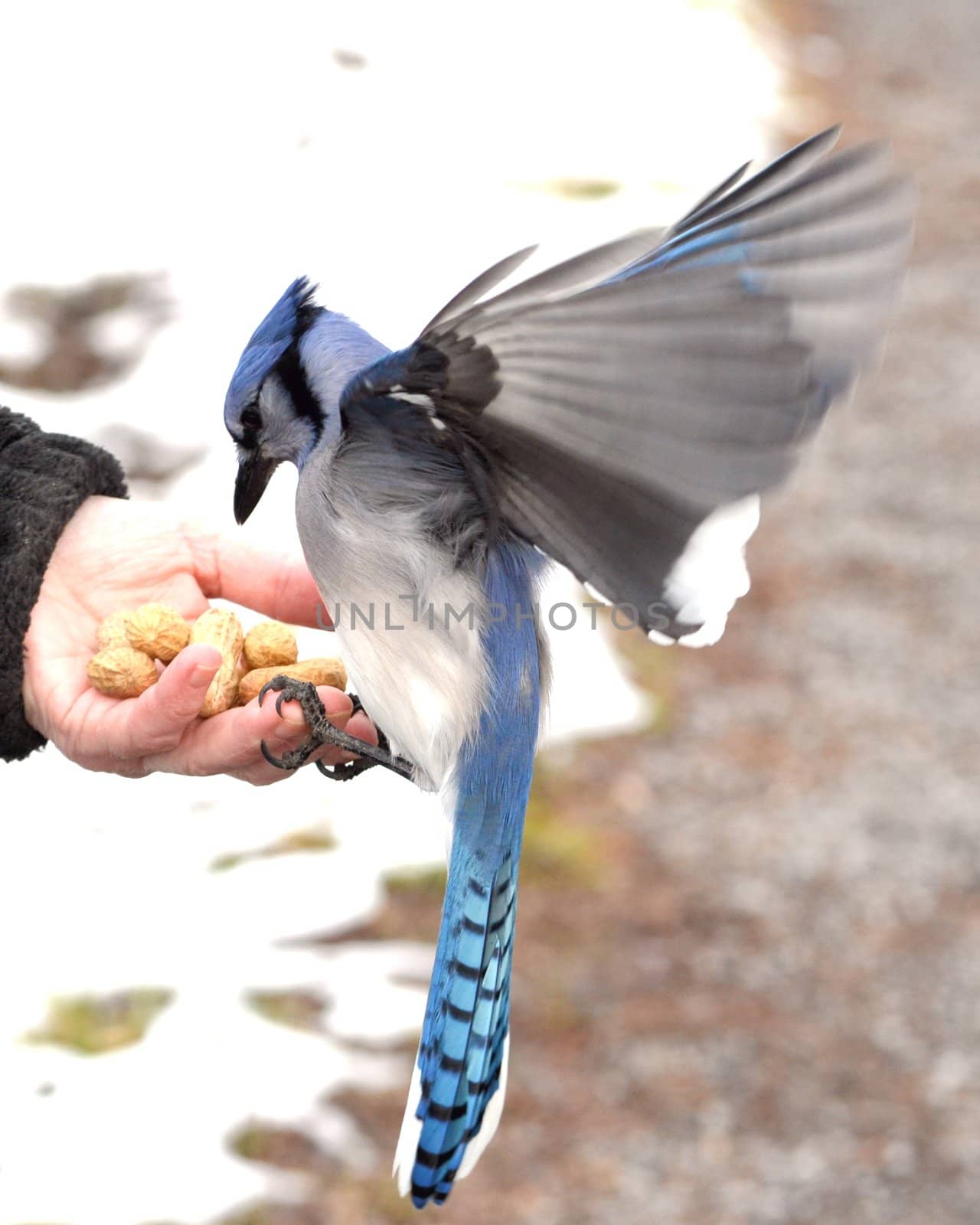 A blue jay perched on a hand eating peanuts.