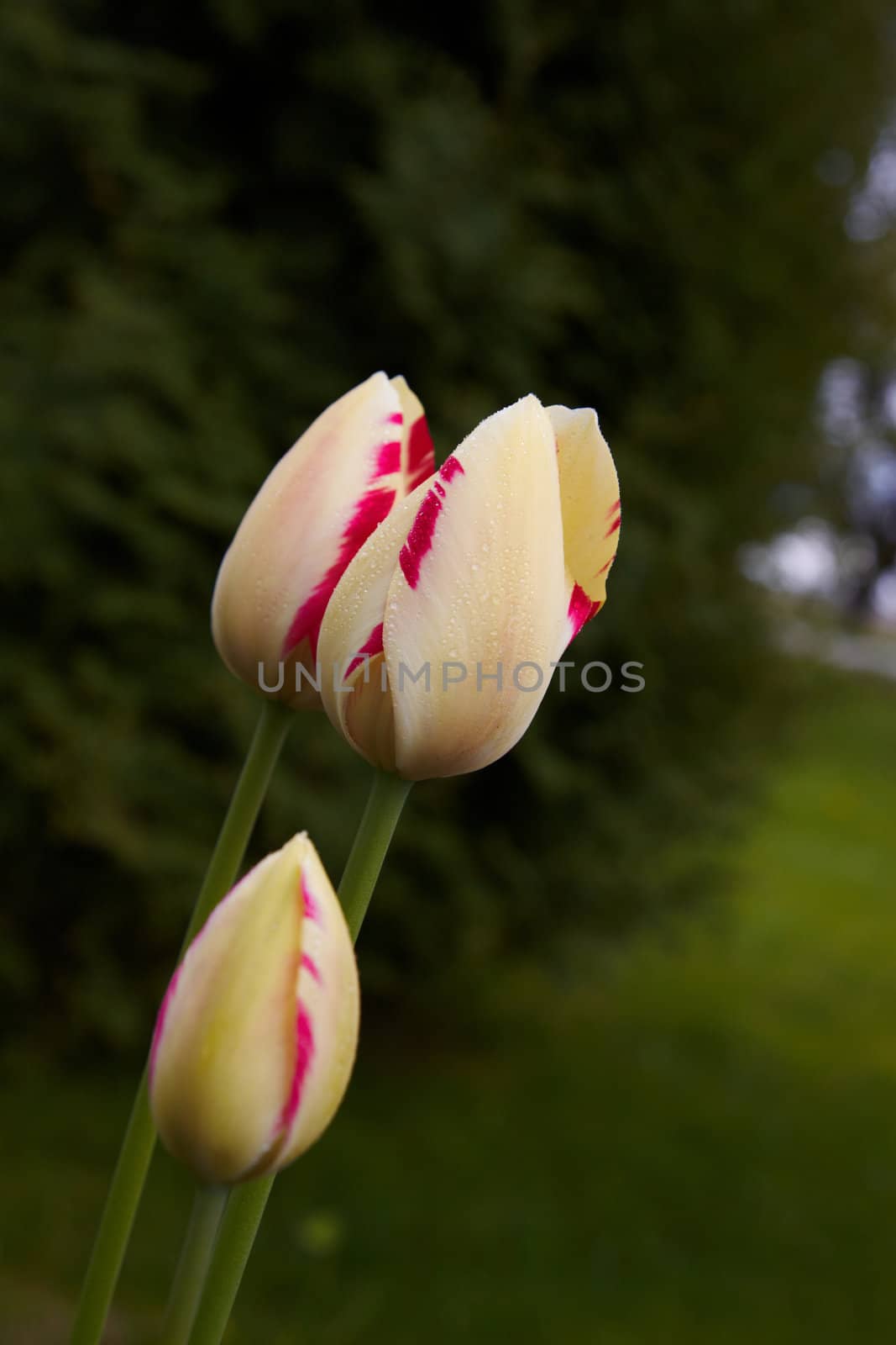 Spring Tulips in Field with Morning Dew