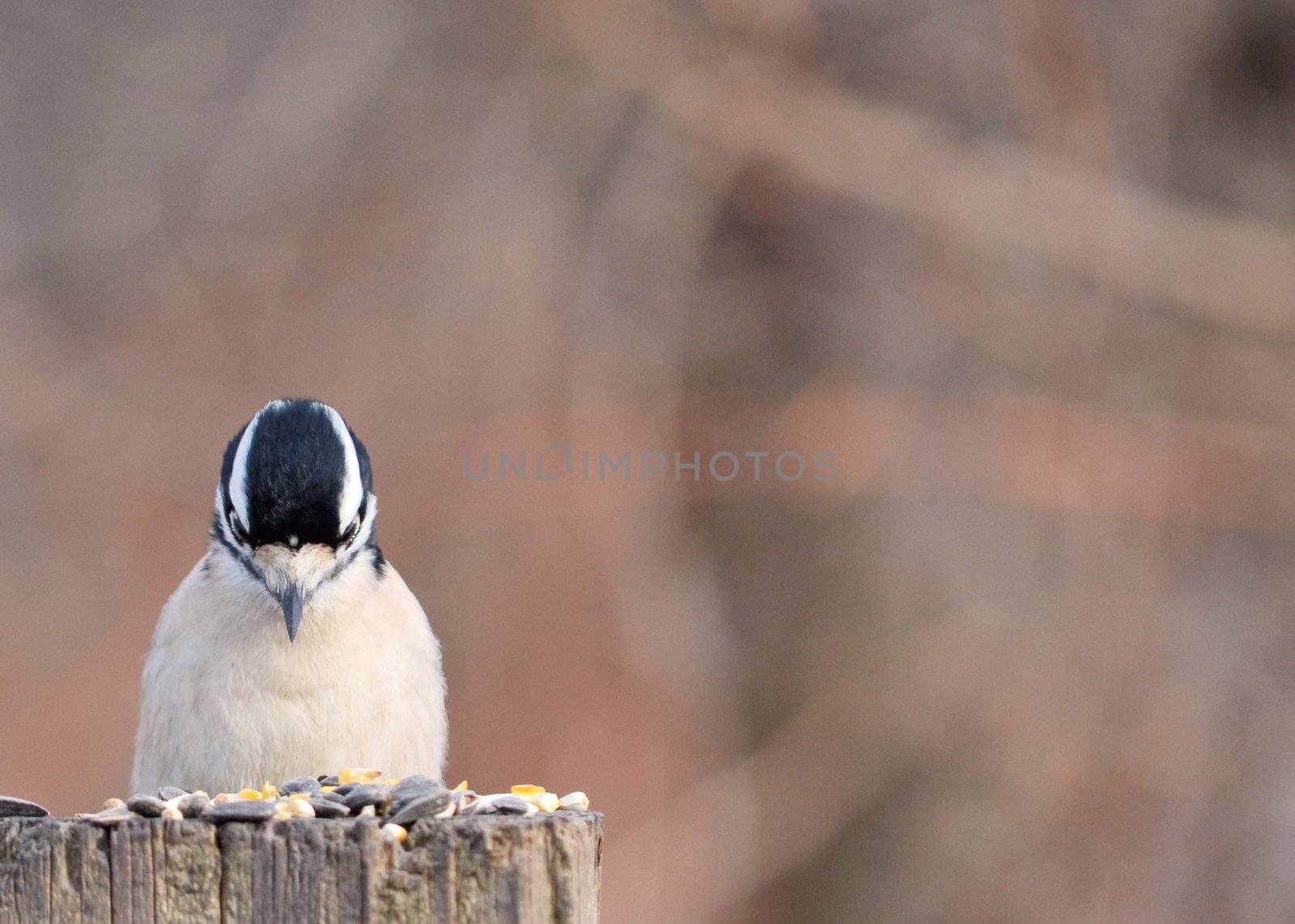 A female downy woodpecker perched on a post looking at bird seed.