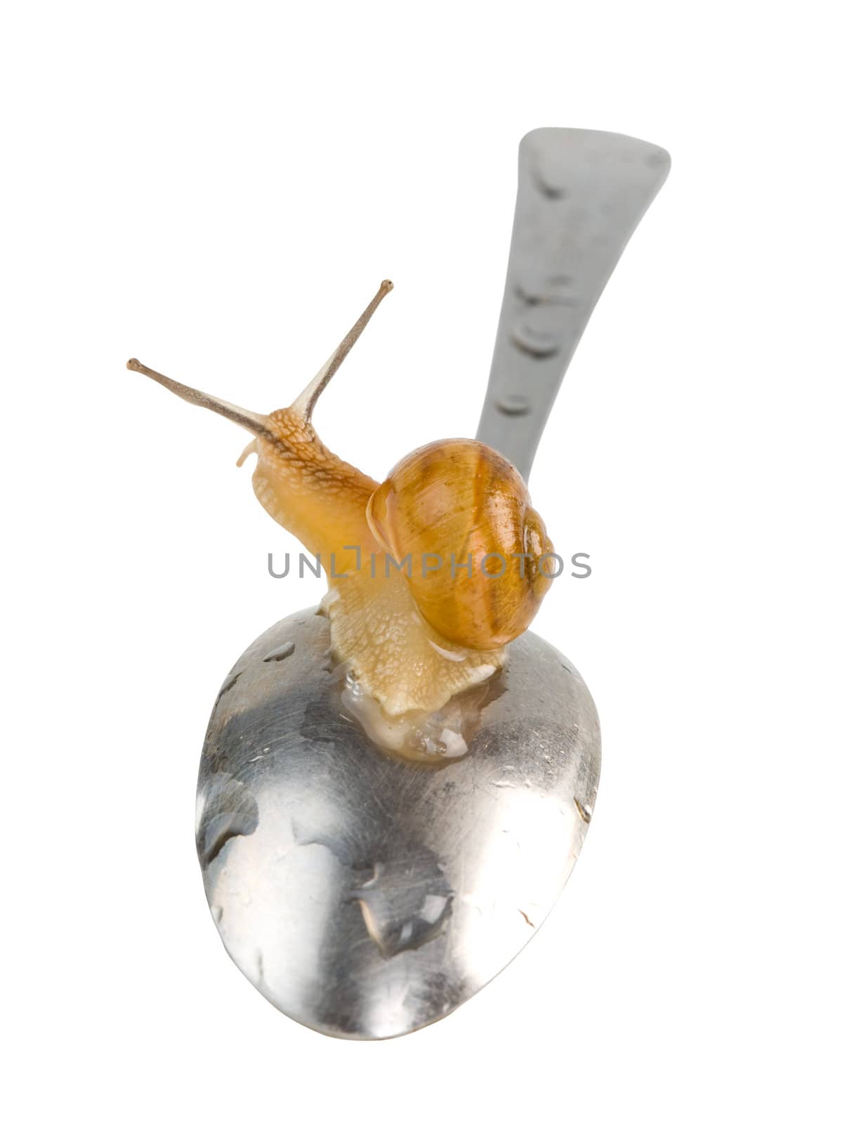 Living snail on the spoon isolated. Clipping path