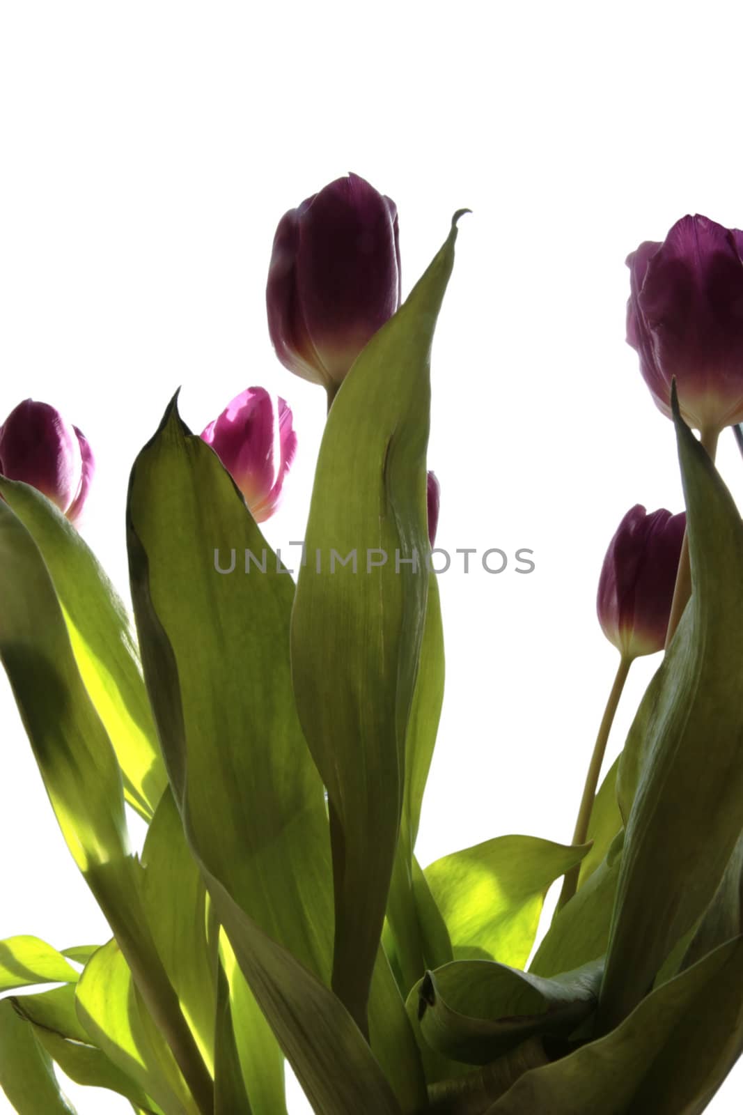bunch of tulips against a white background