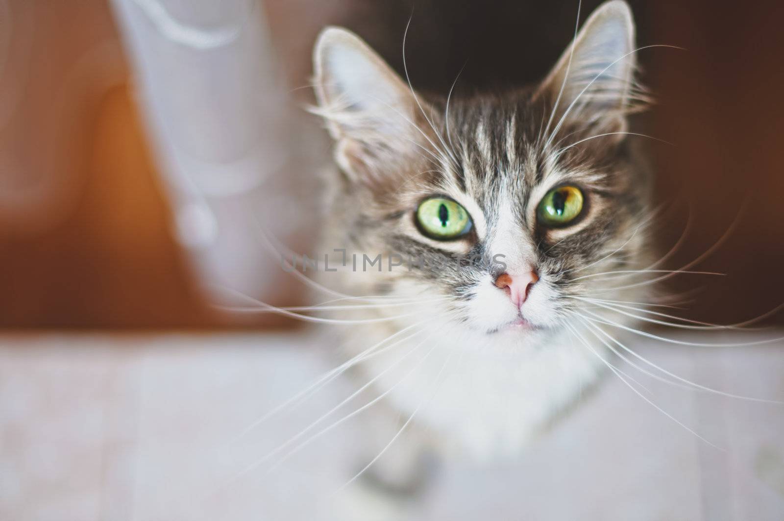 Cute cate. Shallow depth of field, focus on the kittens nose and whiskers