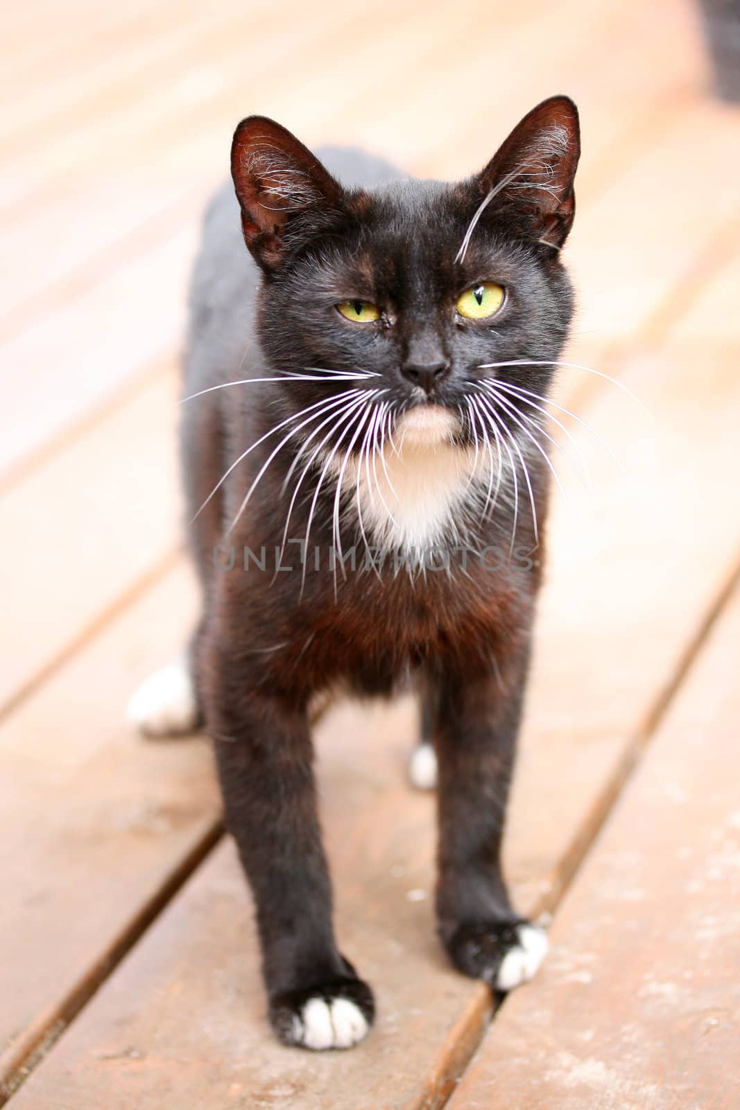 Funny looking black and white cat