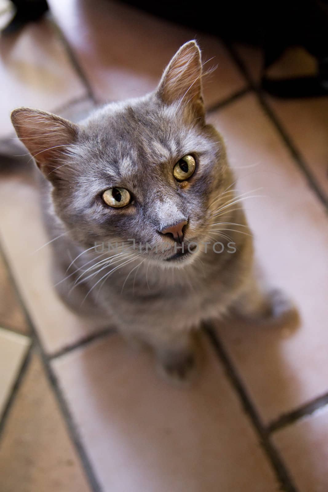 Grey cat with golden eyes waiting for a snack