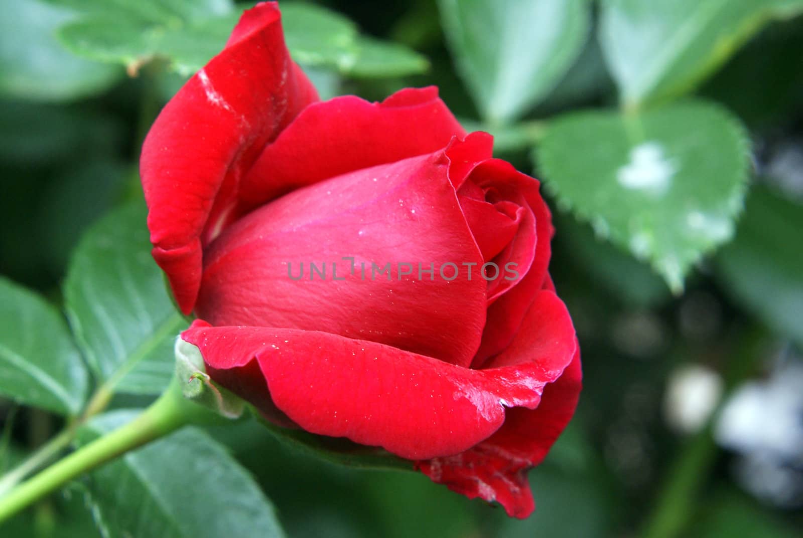 Closeup shot of a beautiful red rose