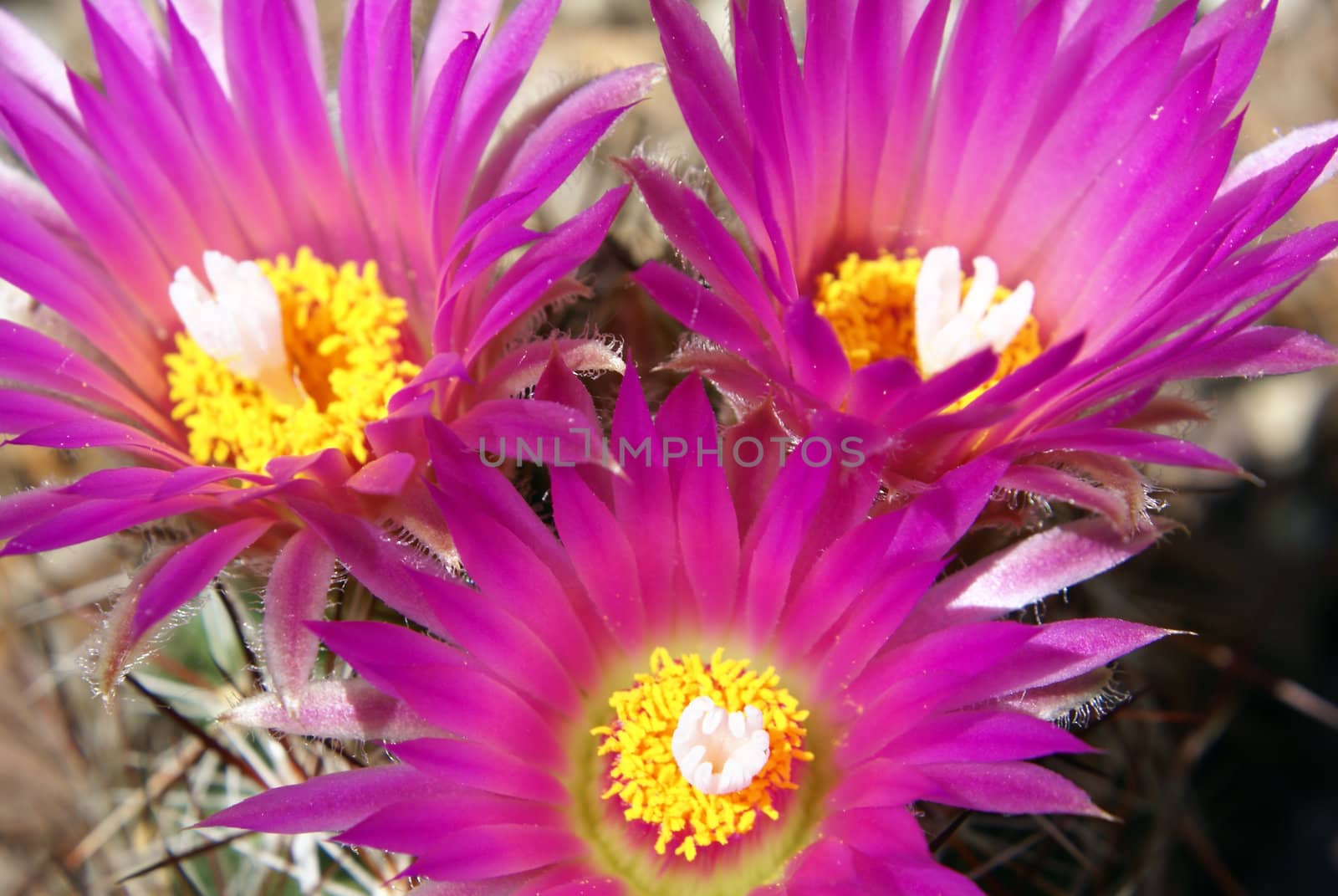 Closeup shot of a blooming coryphantha vivipara