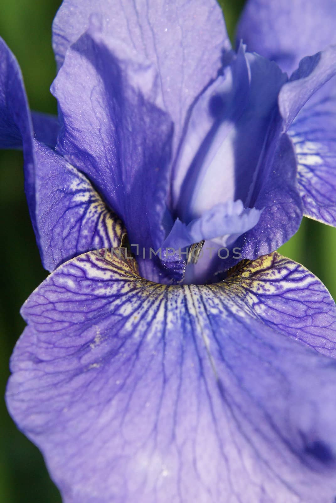 Closeup shot of a beautiful purple iris