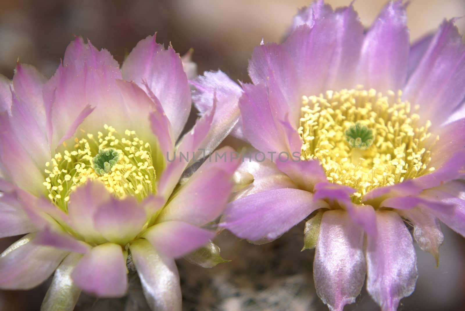 Closeup shot of a blooming Echinocereus Reichenbachii.