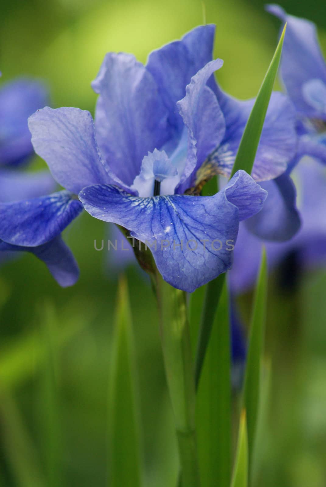 Closeup shot of a beautiful purple iris