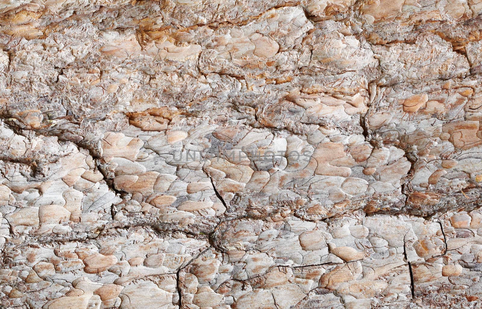 Brown surface of a pine bark - a horizontal background