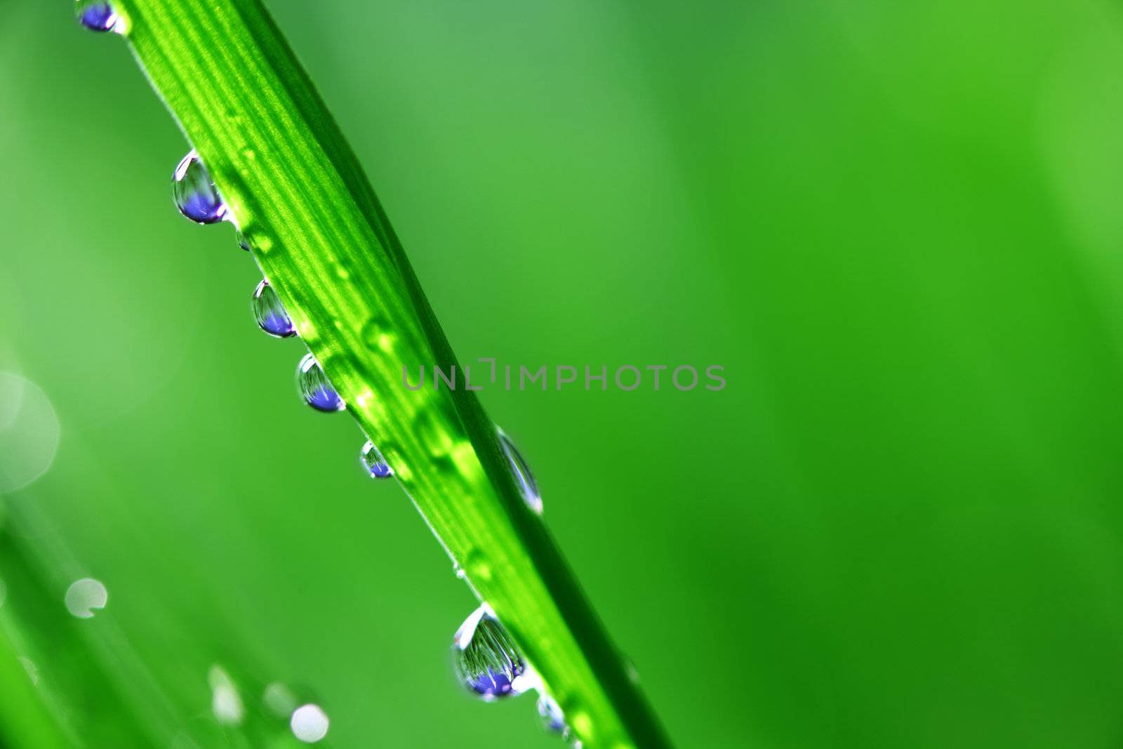 water drop grass by Yellowj