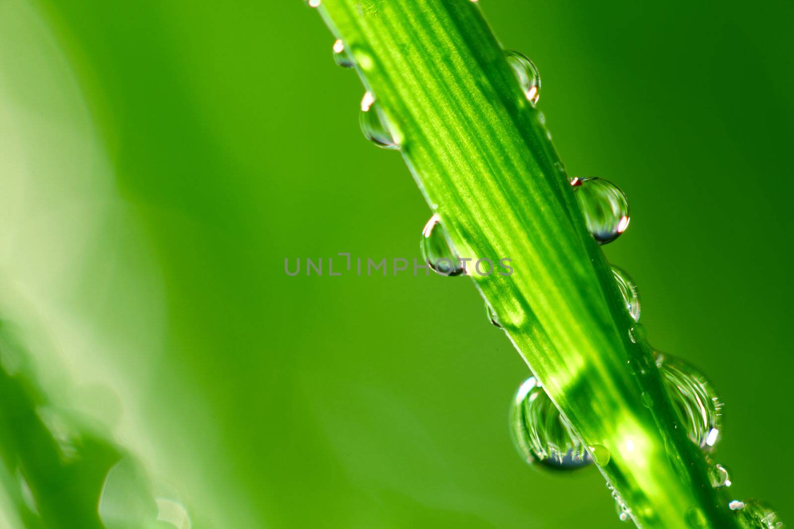 water drop green grass by Yellowj