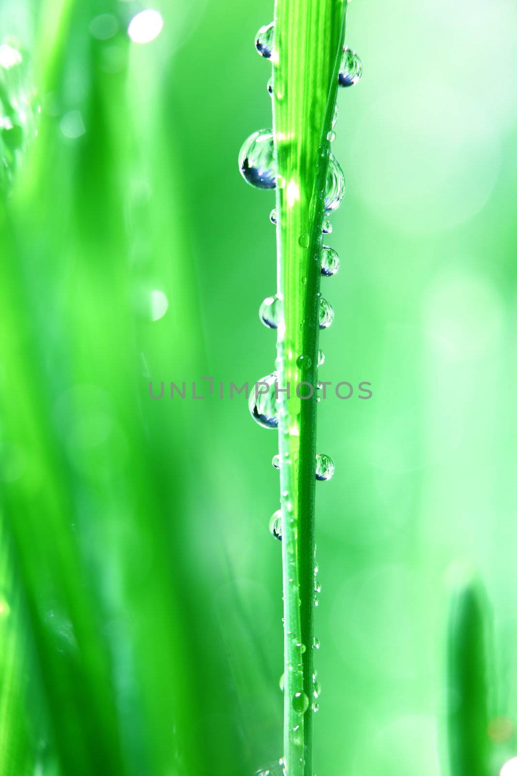 water drop green grass by Yellowj