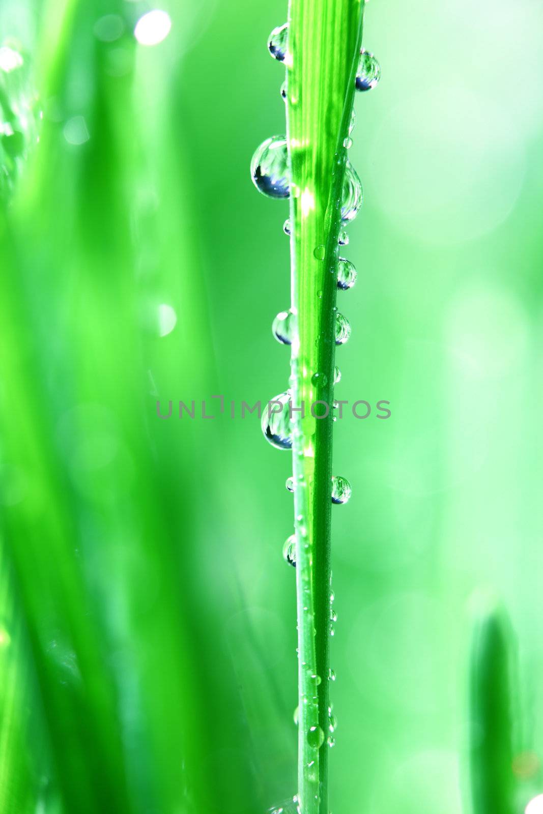 big water drop on grass blade