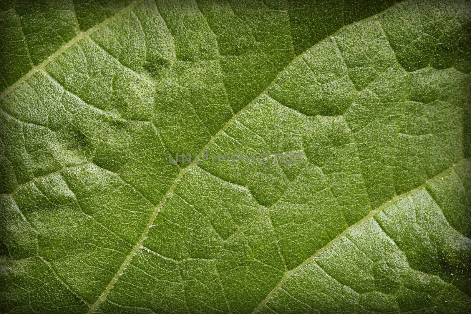 Natural organic vegetable background - green leaf blade