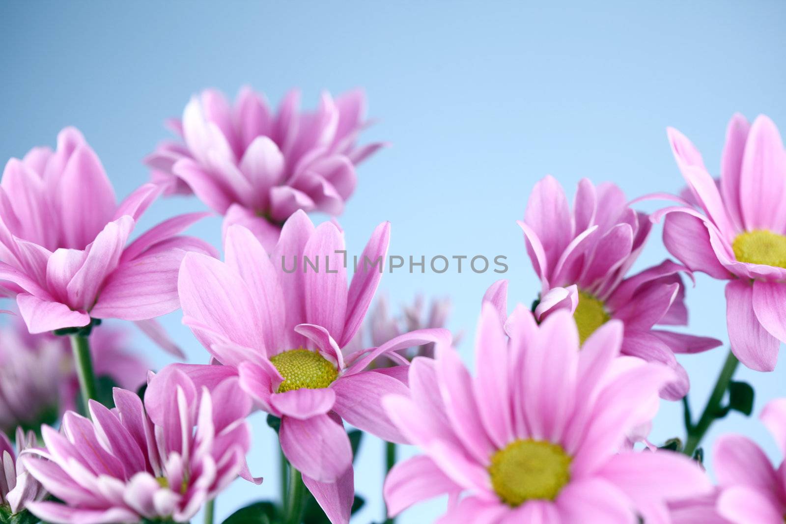 pink chrysanthemum macro close up