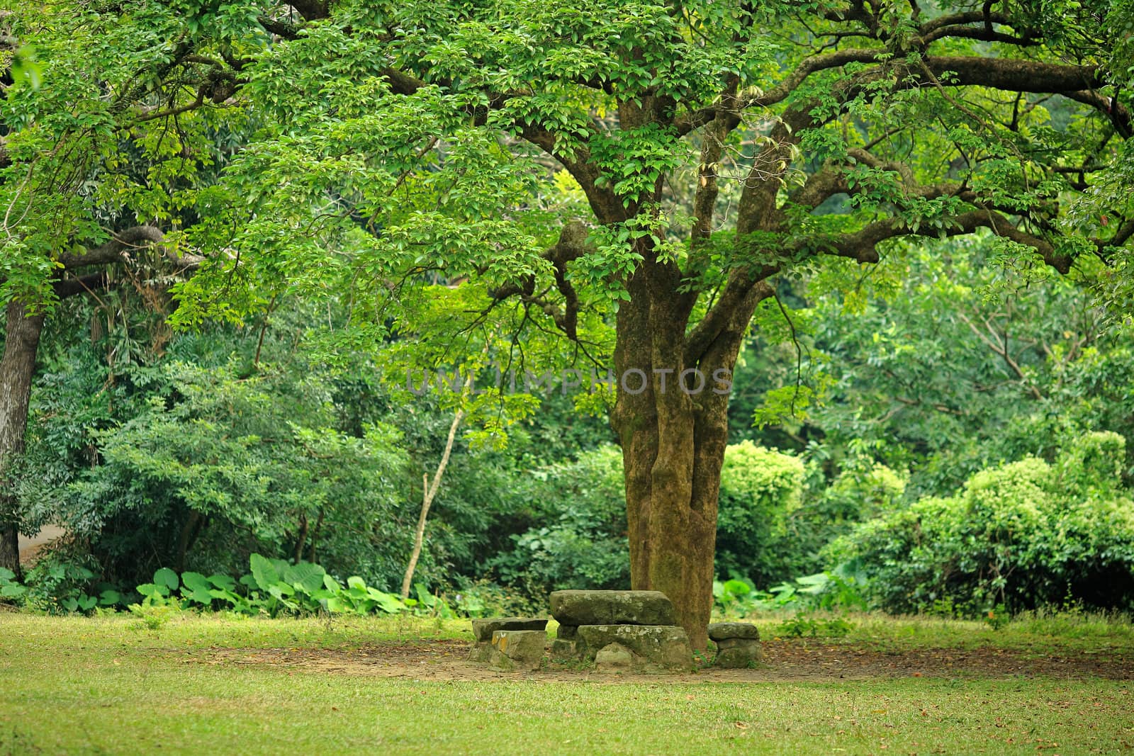 rest place under big tree