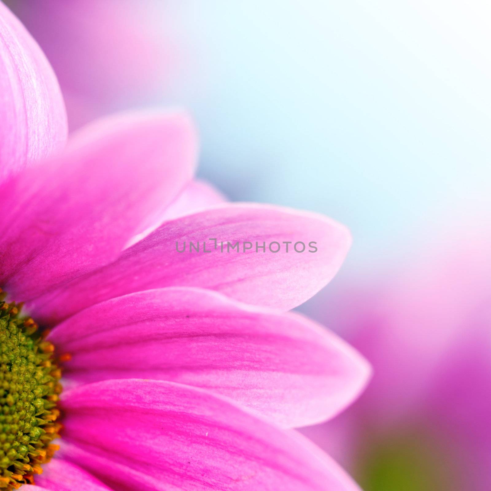 pink chrysanthemum macro close up