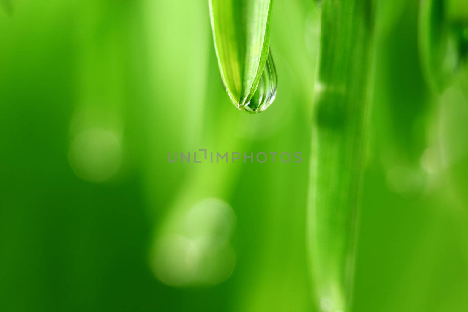 big water drop on grass blade