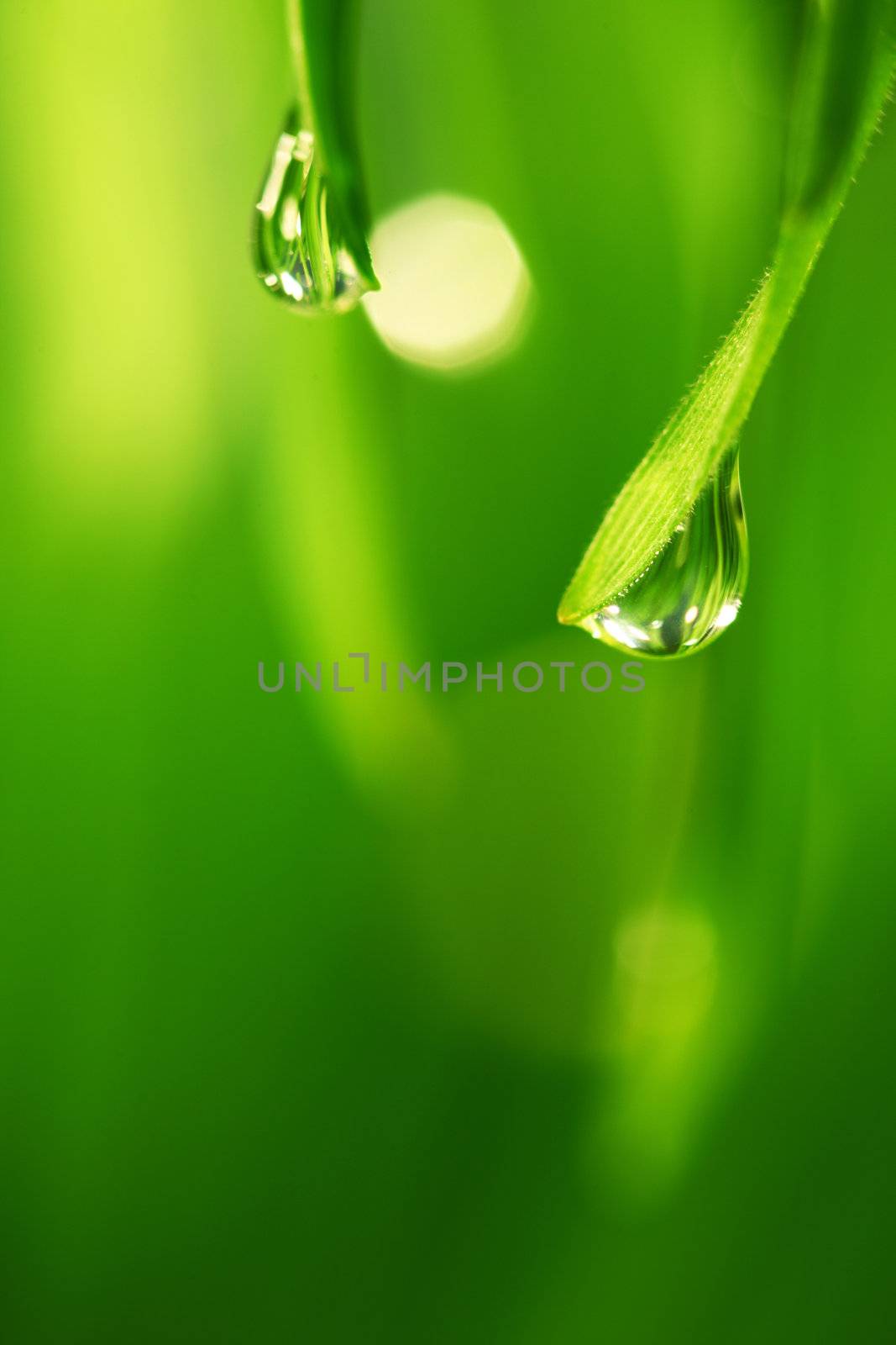 big water drop on grass blade