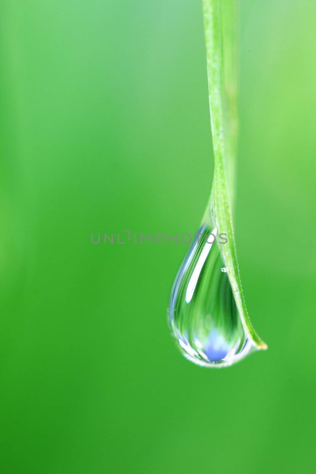 big water drop on grass blade