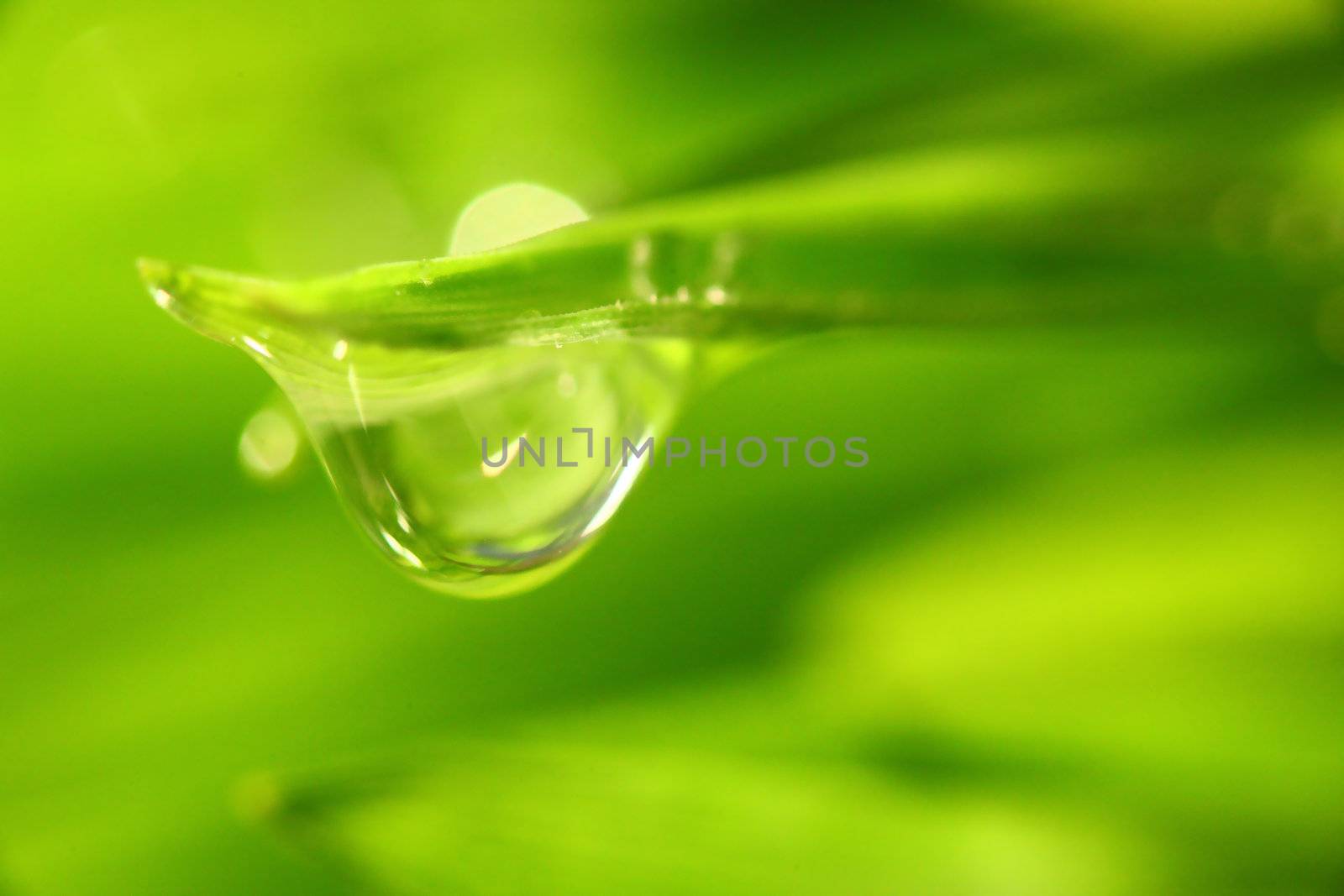 big water drop on grass blade