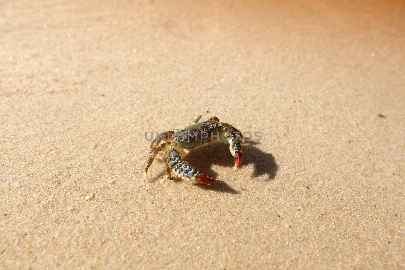 crab on sand near the ocean