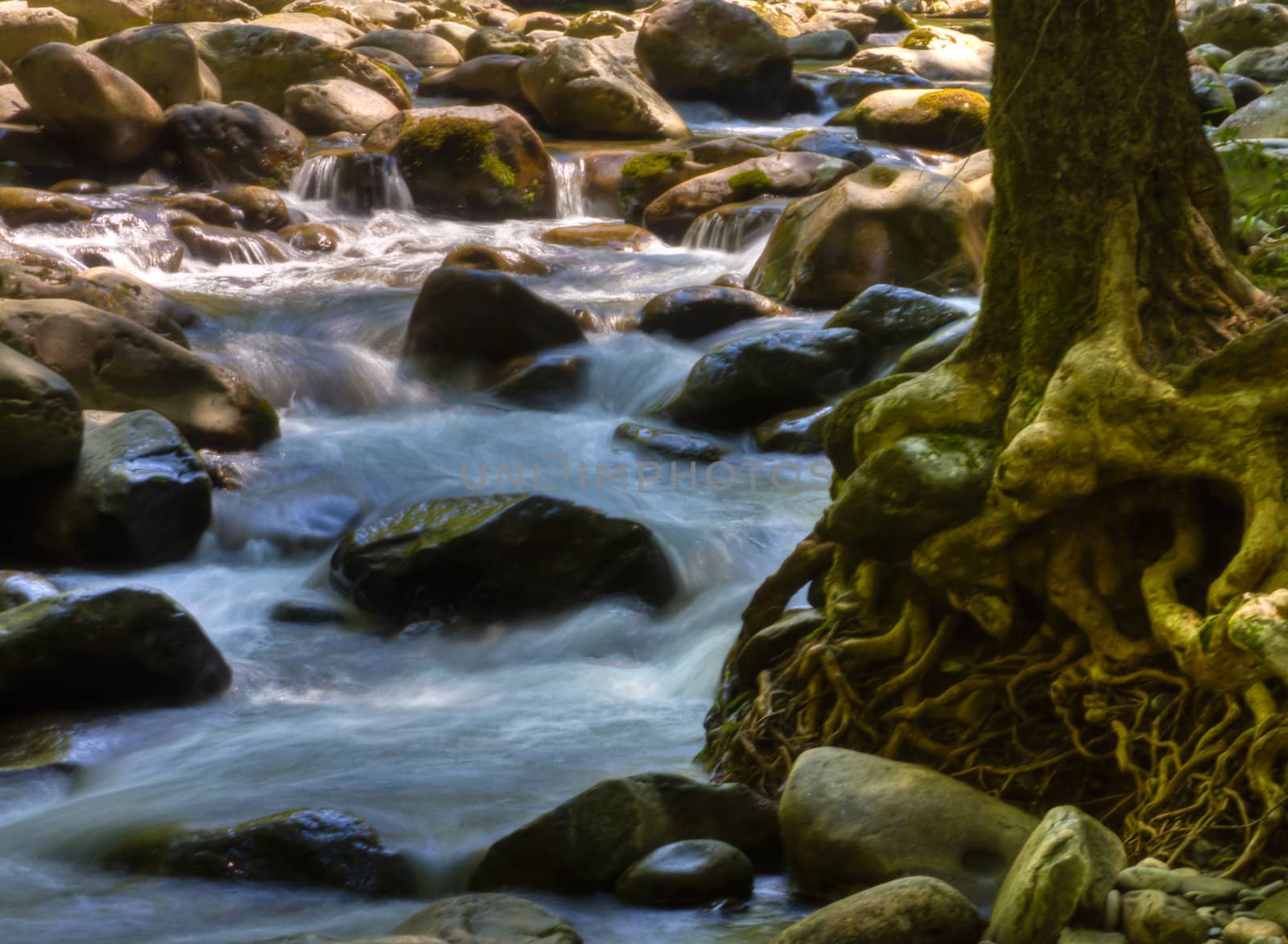 river running by a tree with lots of roots