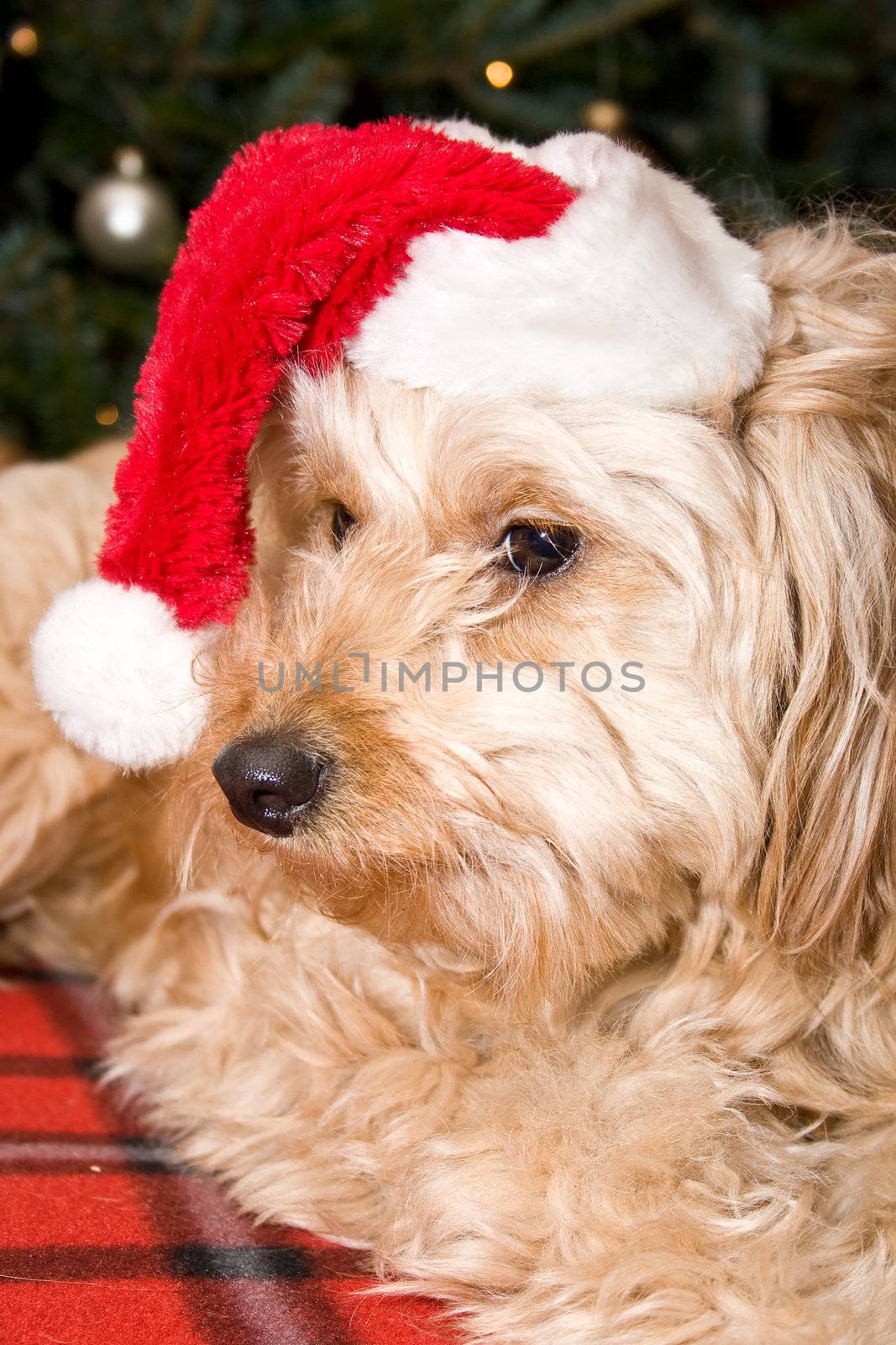 santa puppy by snokid